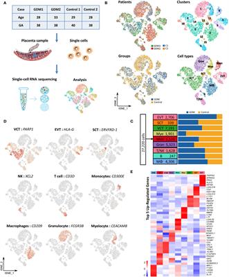 Transcriptomic Profiling of Human Placenta in Gestational Diabetes Mellitus at the Single-Cell Level